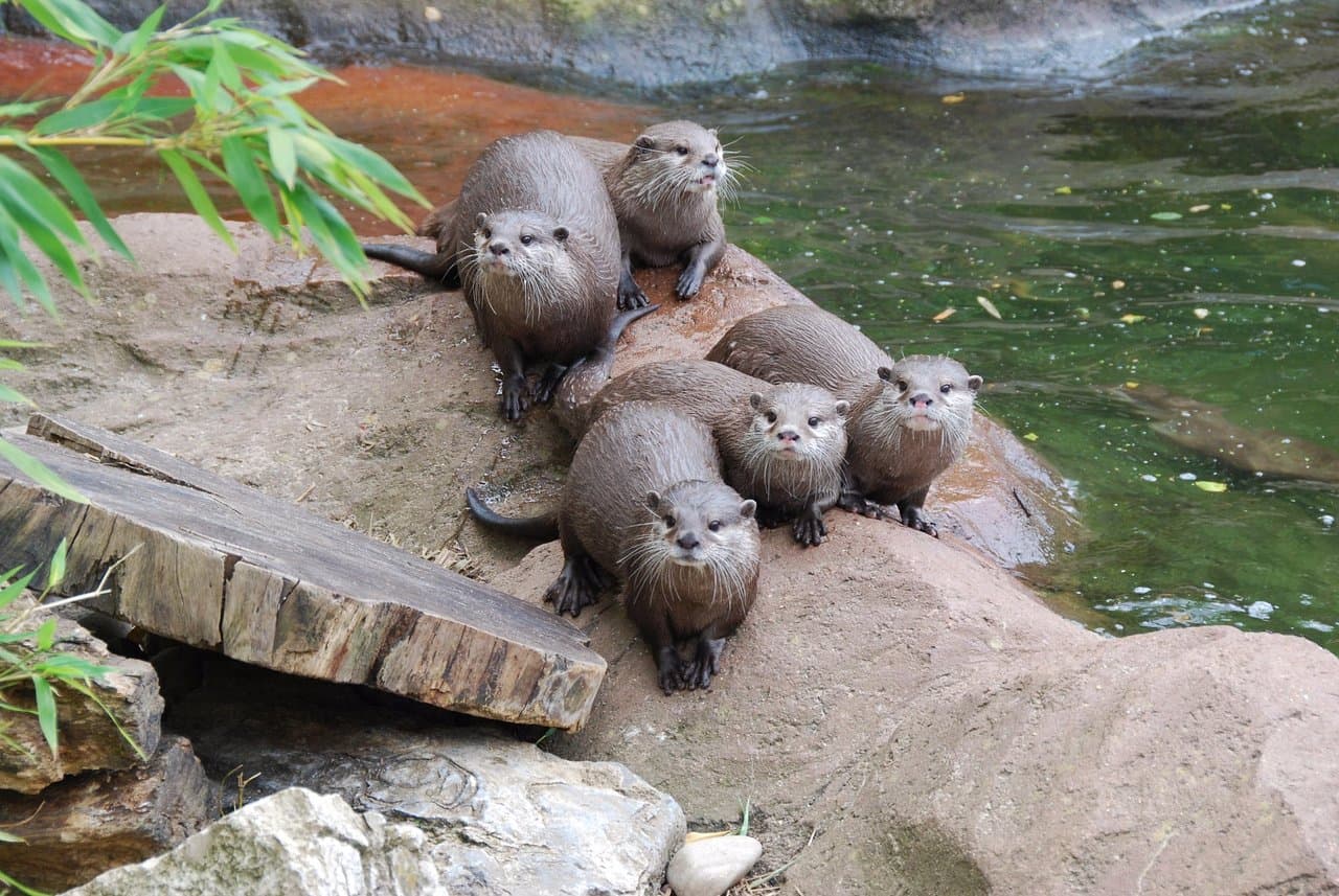 What an Otter-ly fabulous family portrait!