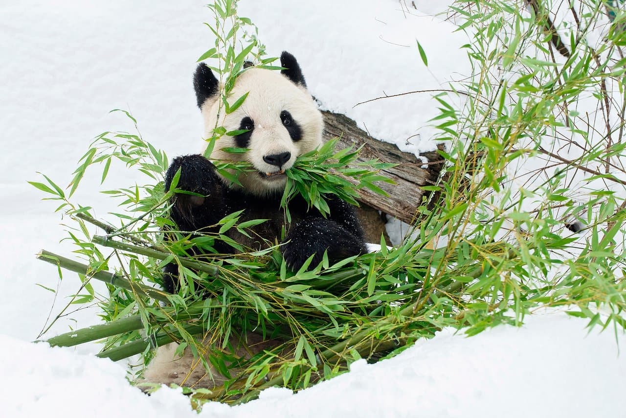 Tiergarten Schönbrunn copyright Daniel Zupanc