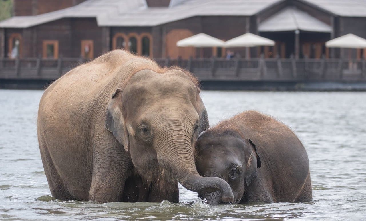 Le bain des éléphants.