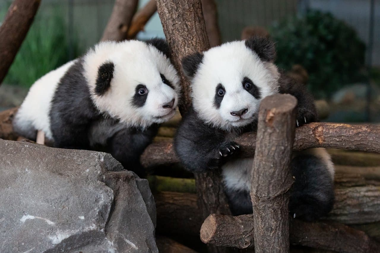 Panda-Nachwuchs "Pit" und "Paule" im Zoo Berlin