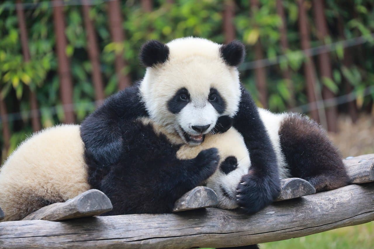 Bao Di et Bao Mei, les bébés pandas géants nés à Pairi Daiza.