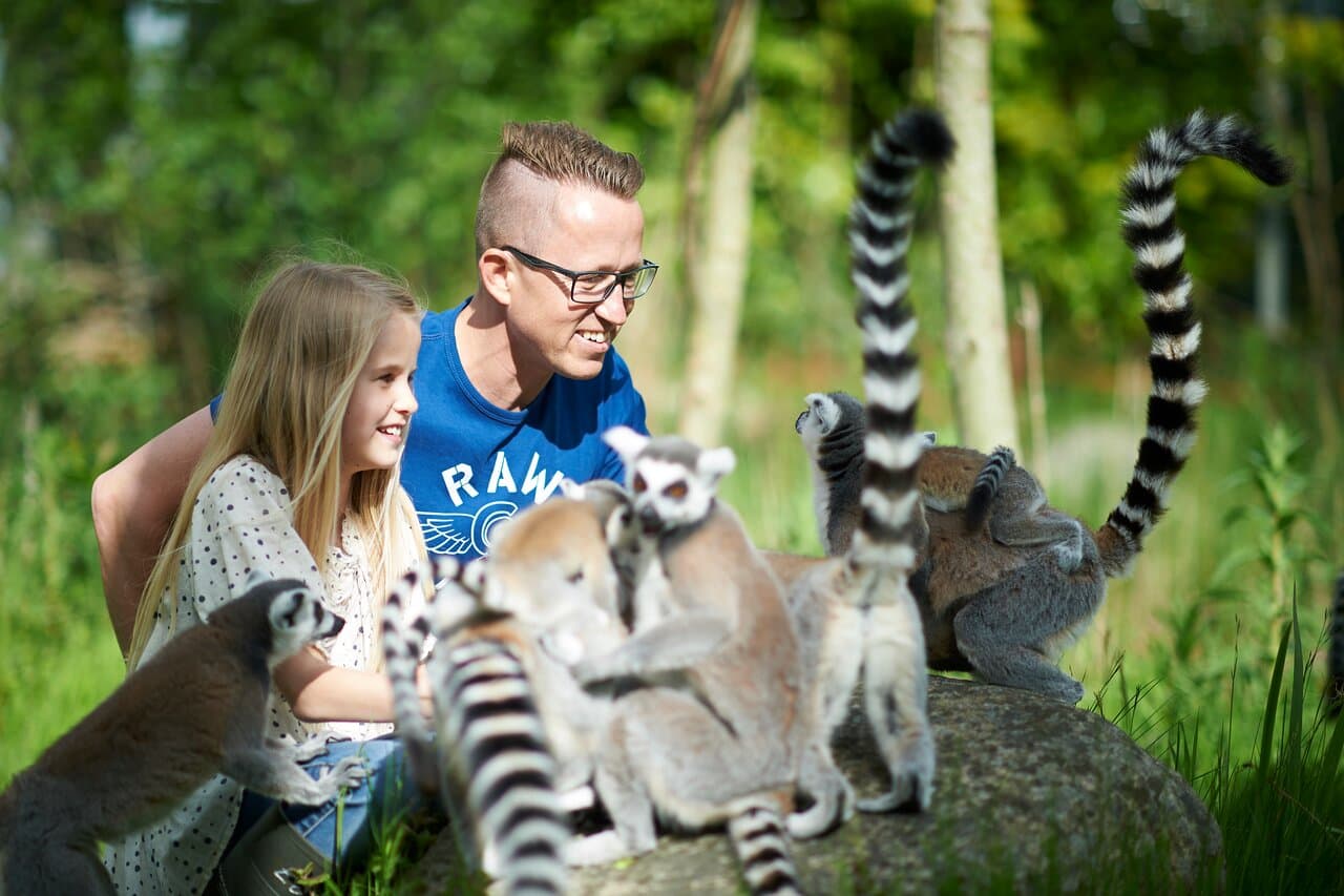 Visit the playful ring-tailed lemurs. During summer holidays you can explore their island and try feeding them by hand!