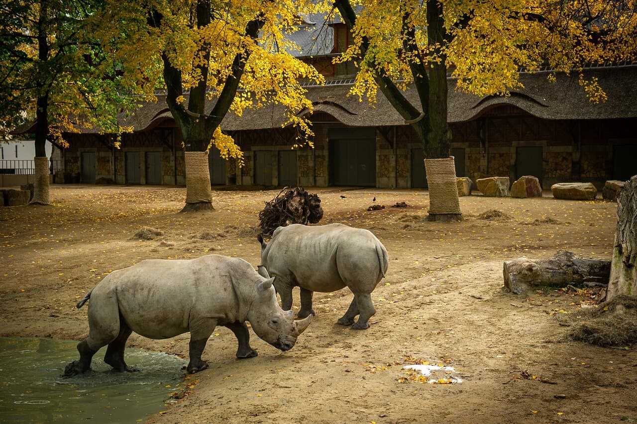 Neushoorns - ZOO Antwerpen