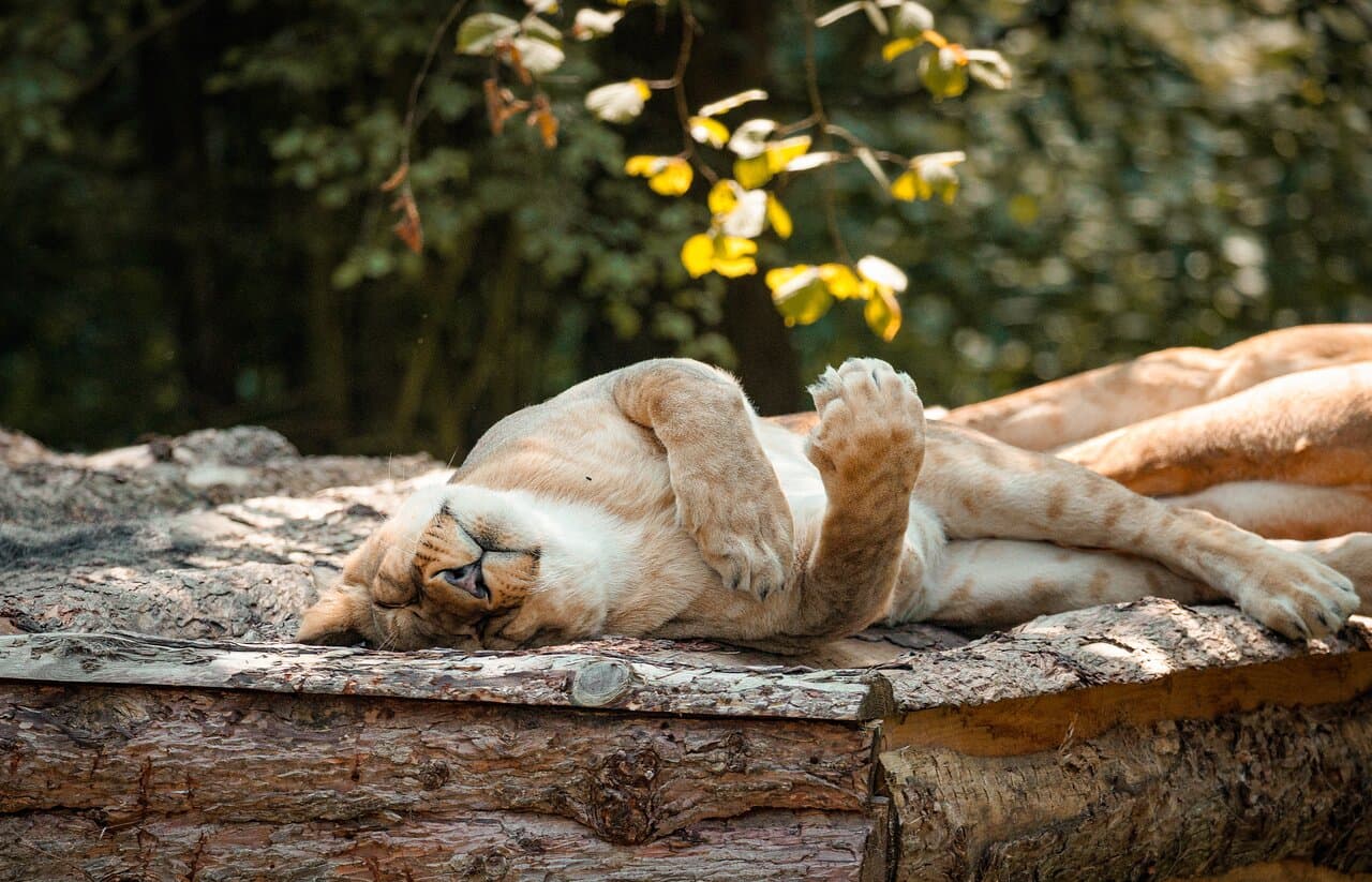 Løverne i Tigerskoven