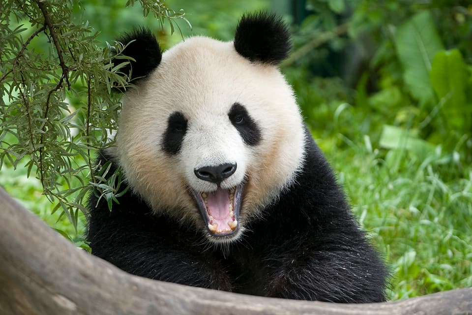 Tiergarten Schönbrunn