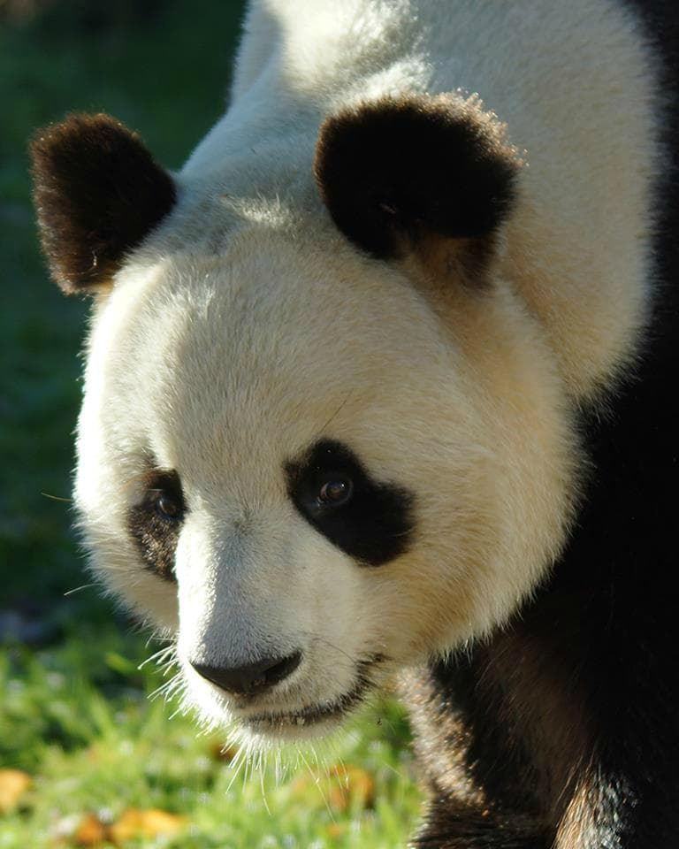 Yuan Zi, l'un des fameux pandas du ZooParc de Beauval