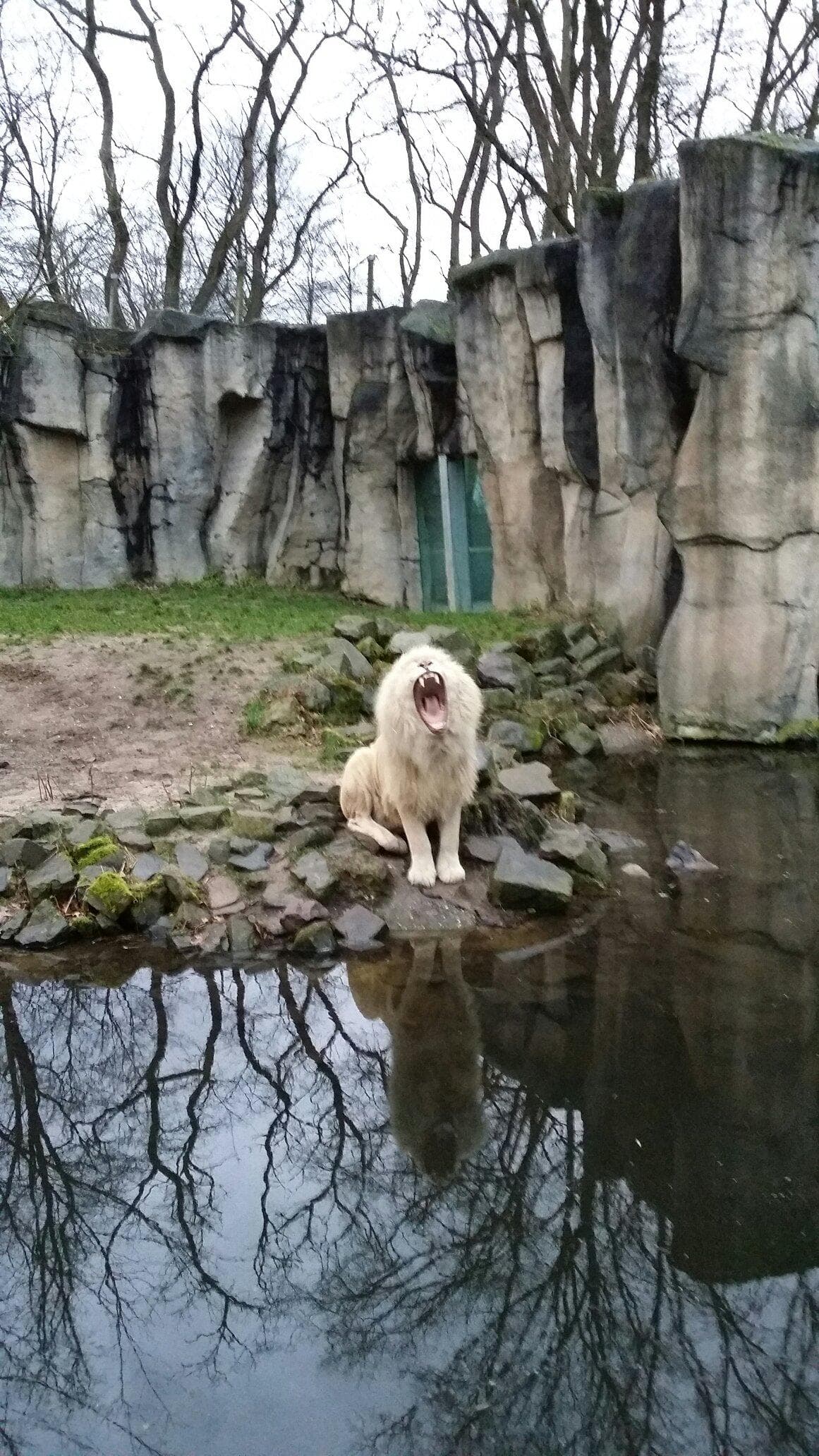 Credo, de Afrikaanse Witte Leeuw