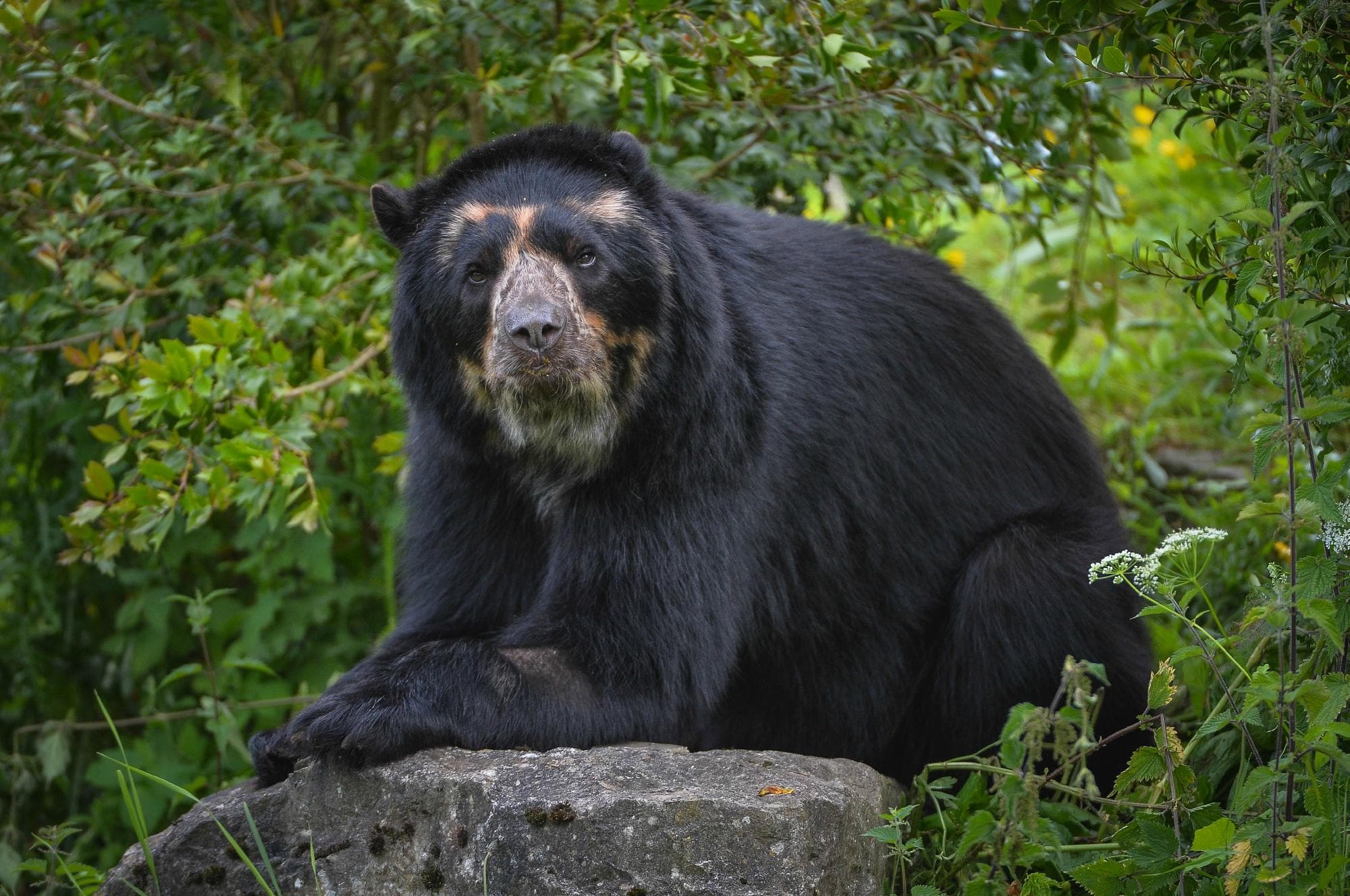 Spectacled bear