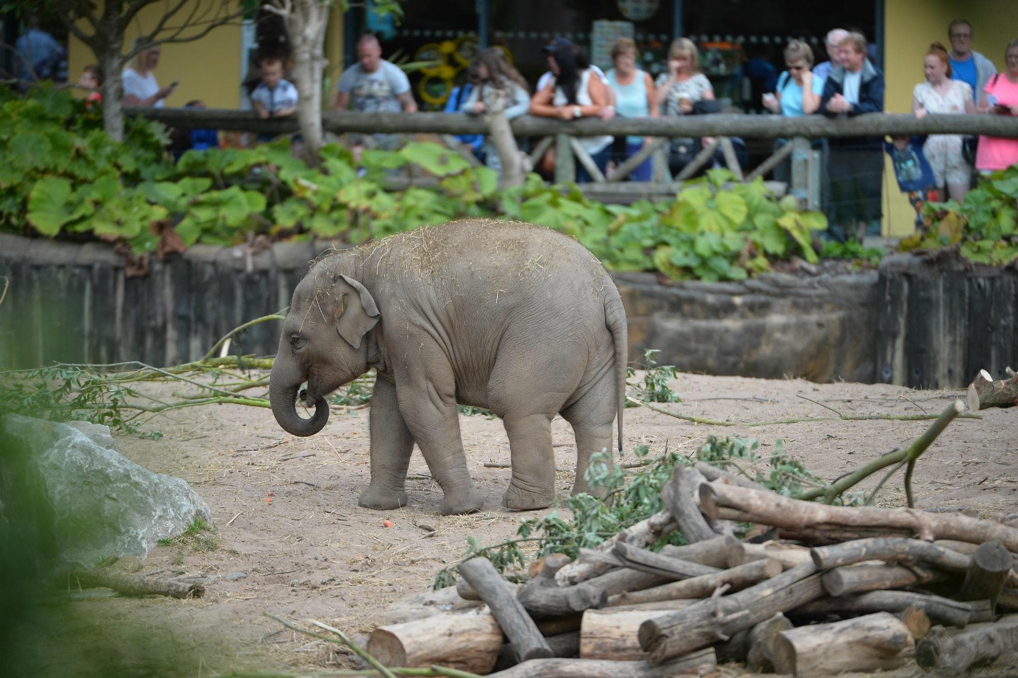 Elephants at Chester Zoo