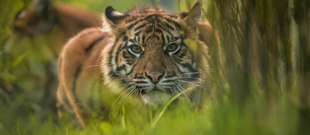 Sumatran tigers at Chester Zoo