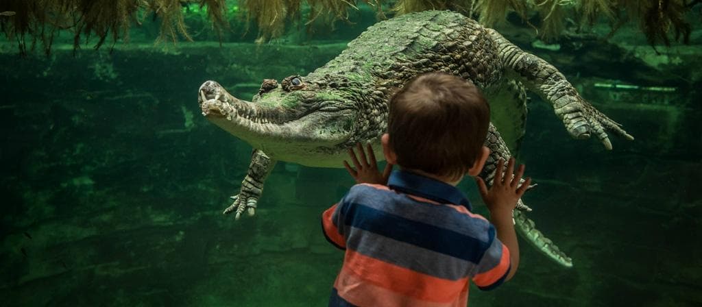 Sunda gharial crocodile at Chester Zoo