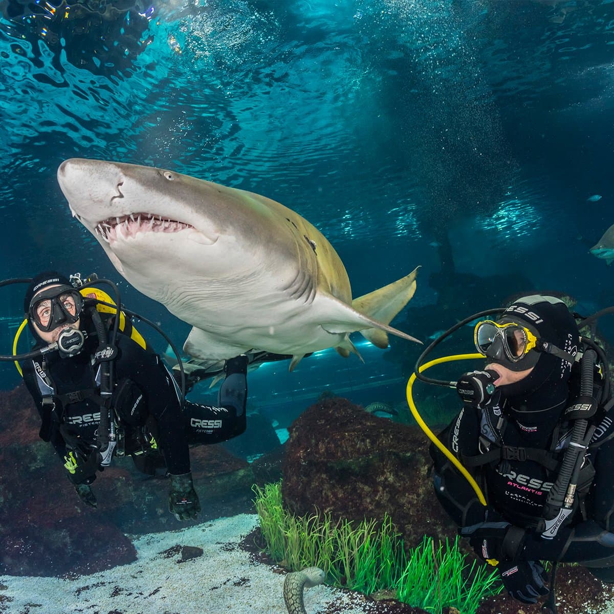 Experiencias con tiburones