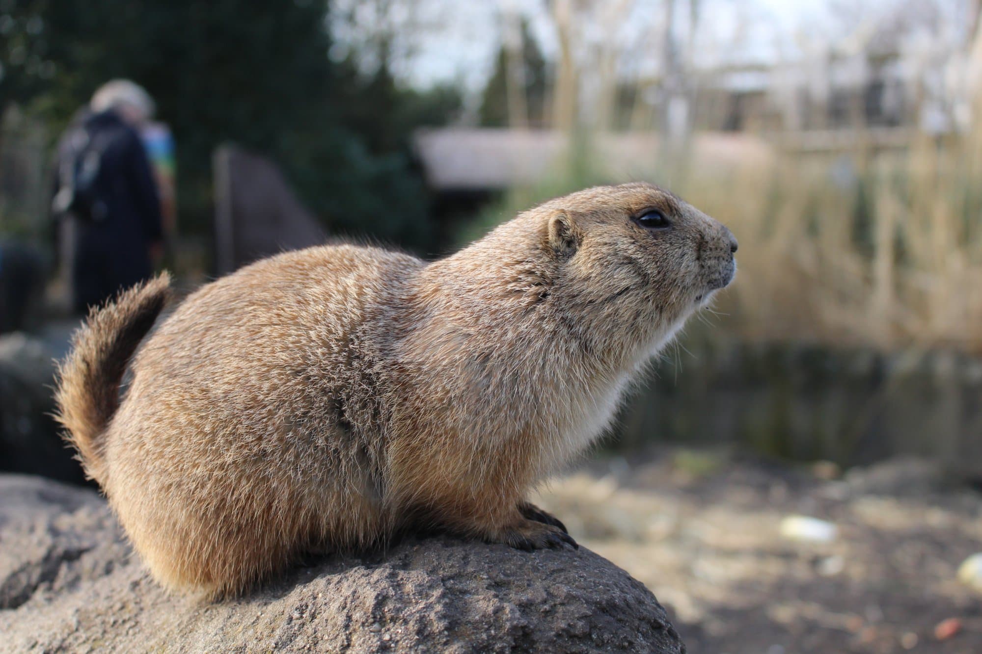 Prairie dog