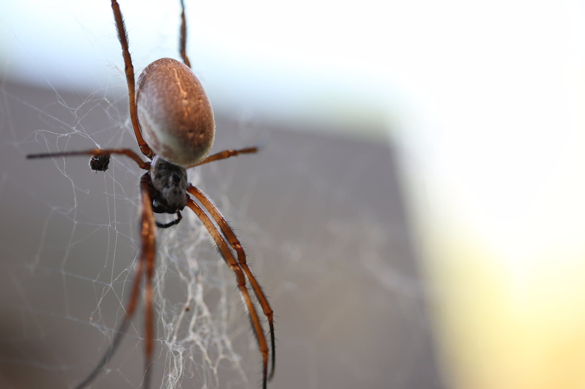 Get In With The Spiders at ZSL London Zoo - the UK’s first ever walk-through spider exhibit 