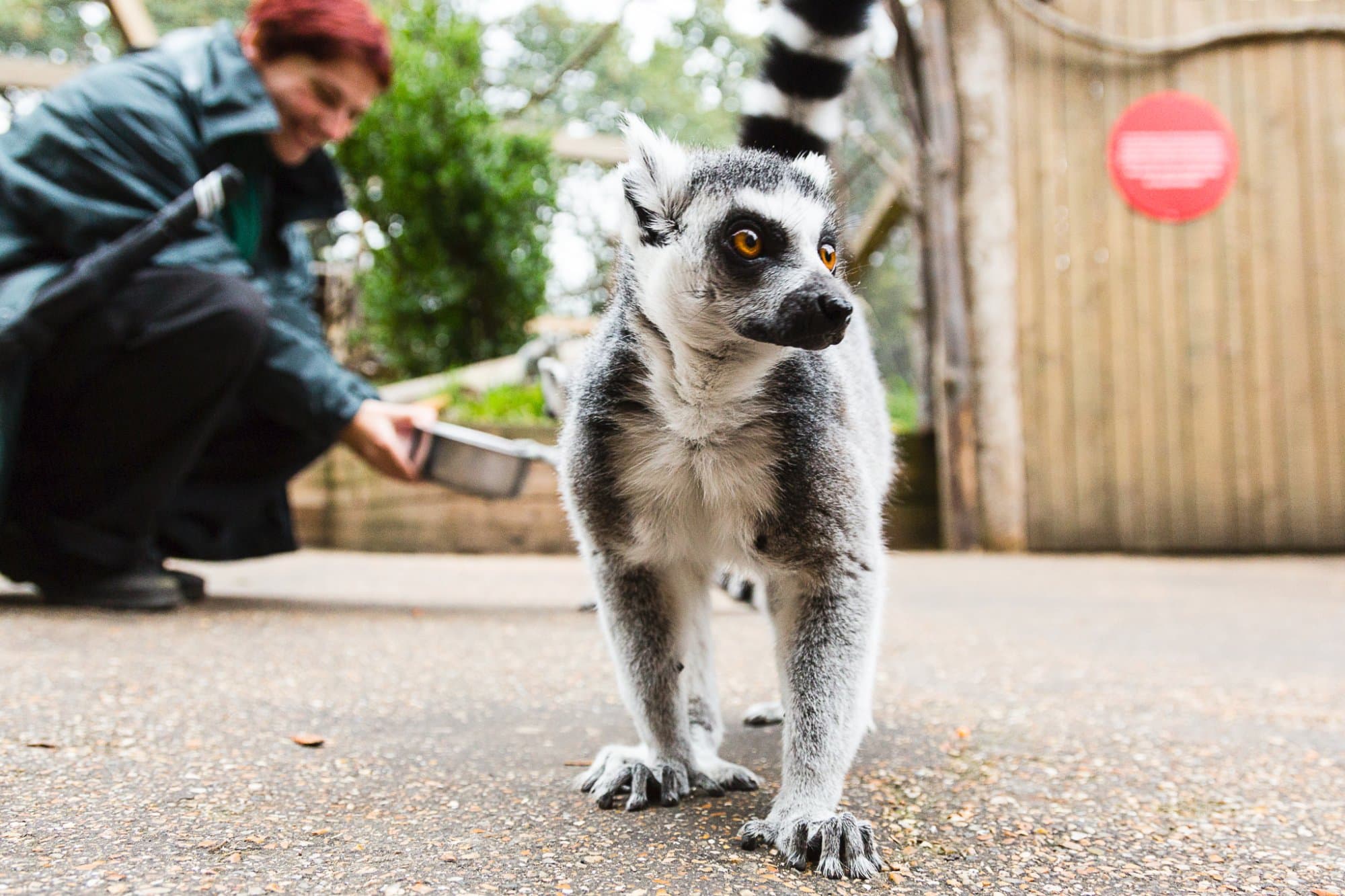 Meet our friendly ring tailed lemurs in our immersive walk through exhibit!