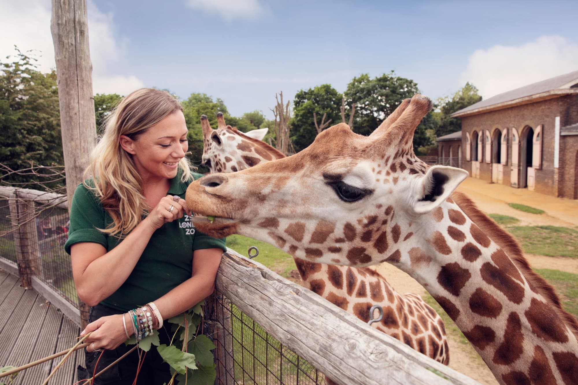 Observe the elegance and grace of our giraffes in 'Into Africa' at ZSL London Zoo!