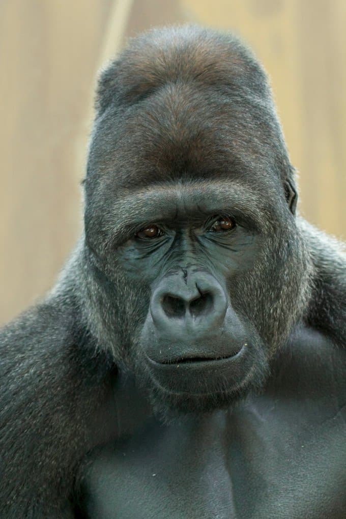 Ga op avontuur in Gorilla Adventure