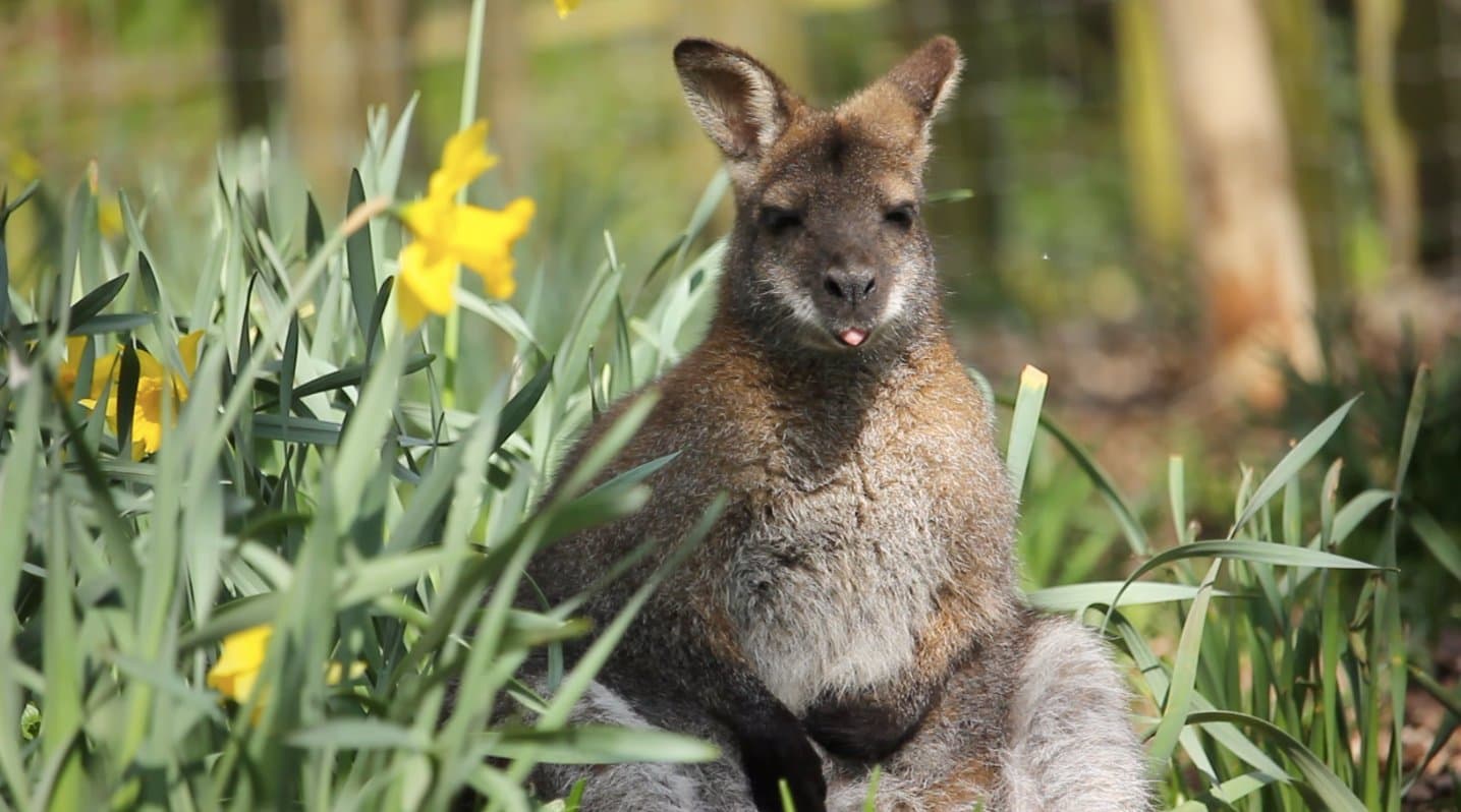 Wallaby Walkthrough