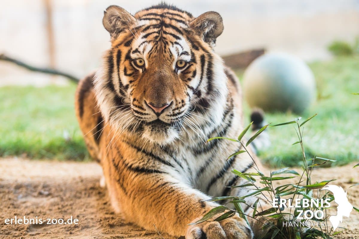 Sibirischer Tiger Aljoscha im Erlebnis-Zoo Hannover