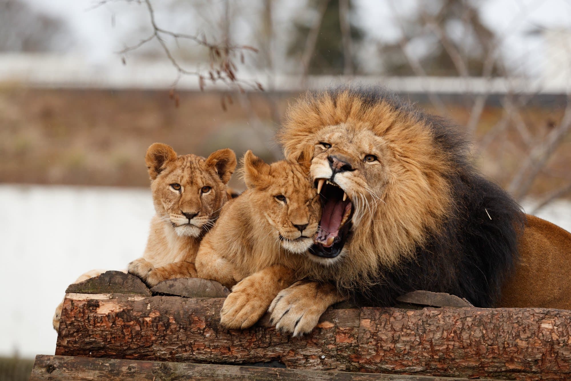 Løver, Zoologisk Have