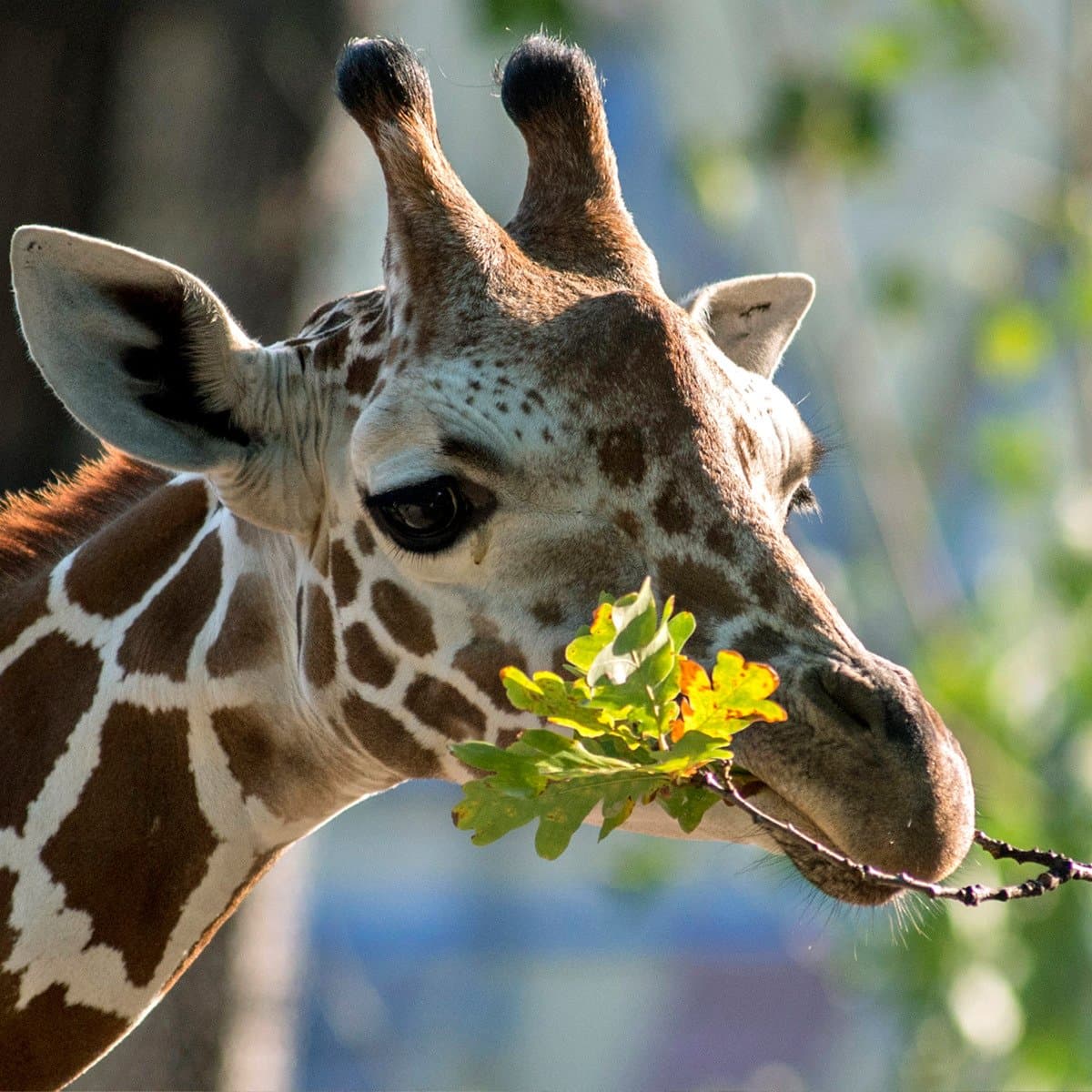 Giraffe im Zoo Berlin