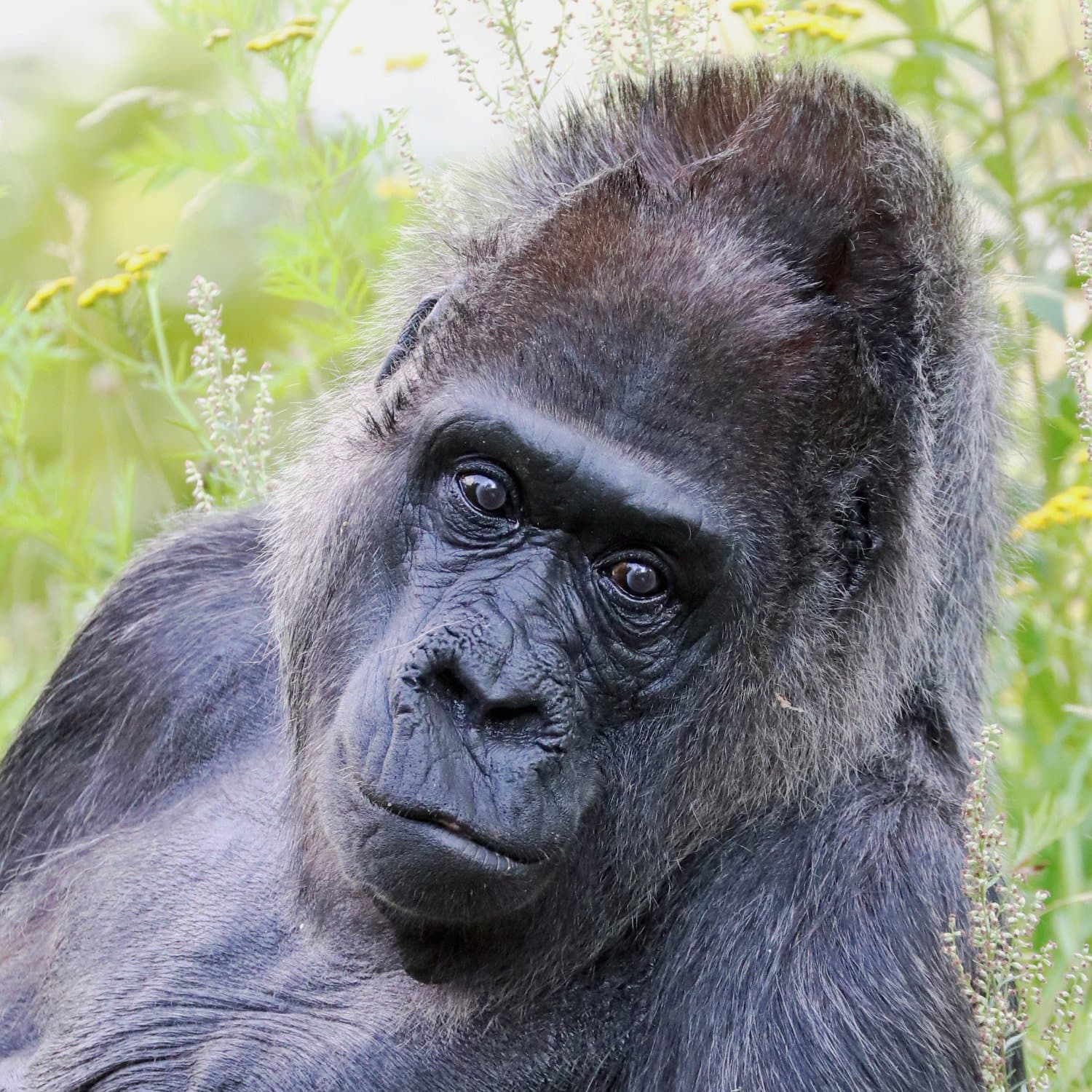 Ältester Gorilla der Welt Fatou im Zoo Berlin