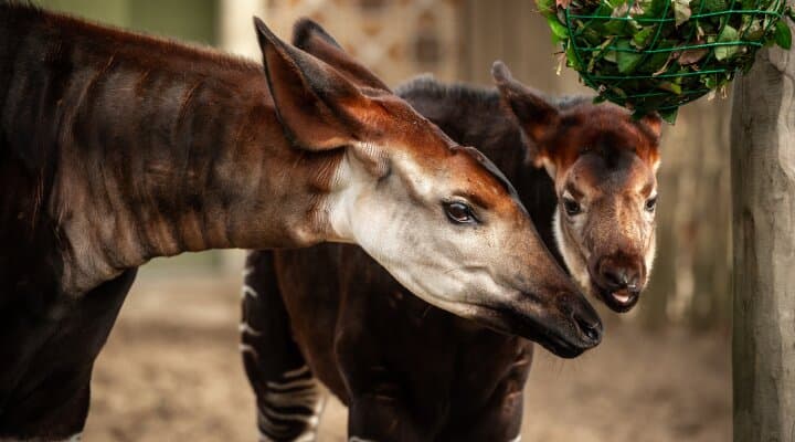 Okapi's - ZOO Antwerpen