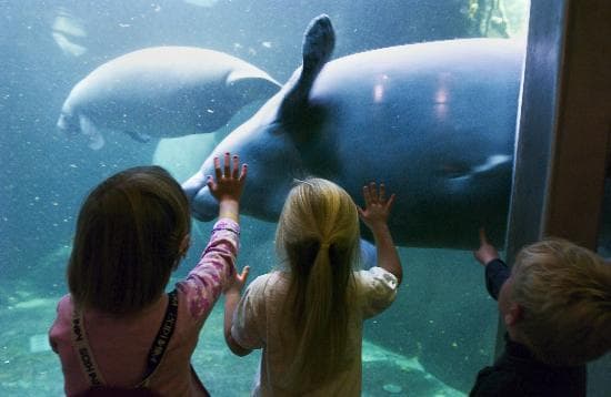 Børn kigger på søkøer i Odense ZOO