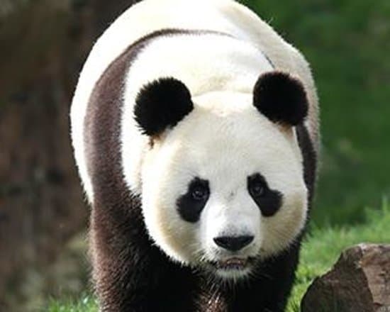 Panda géant du ZooParc de Beauval