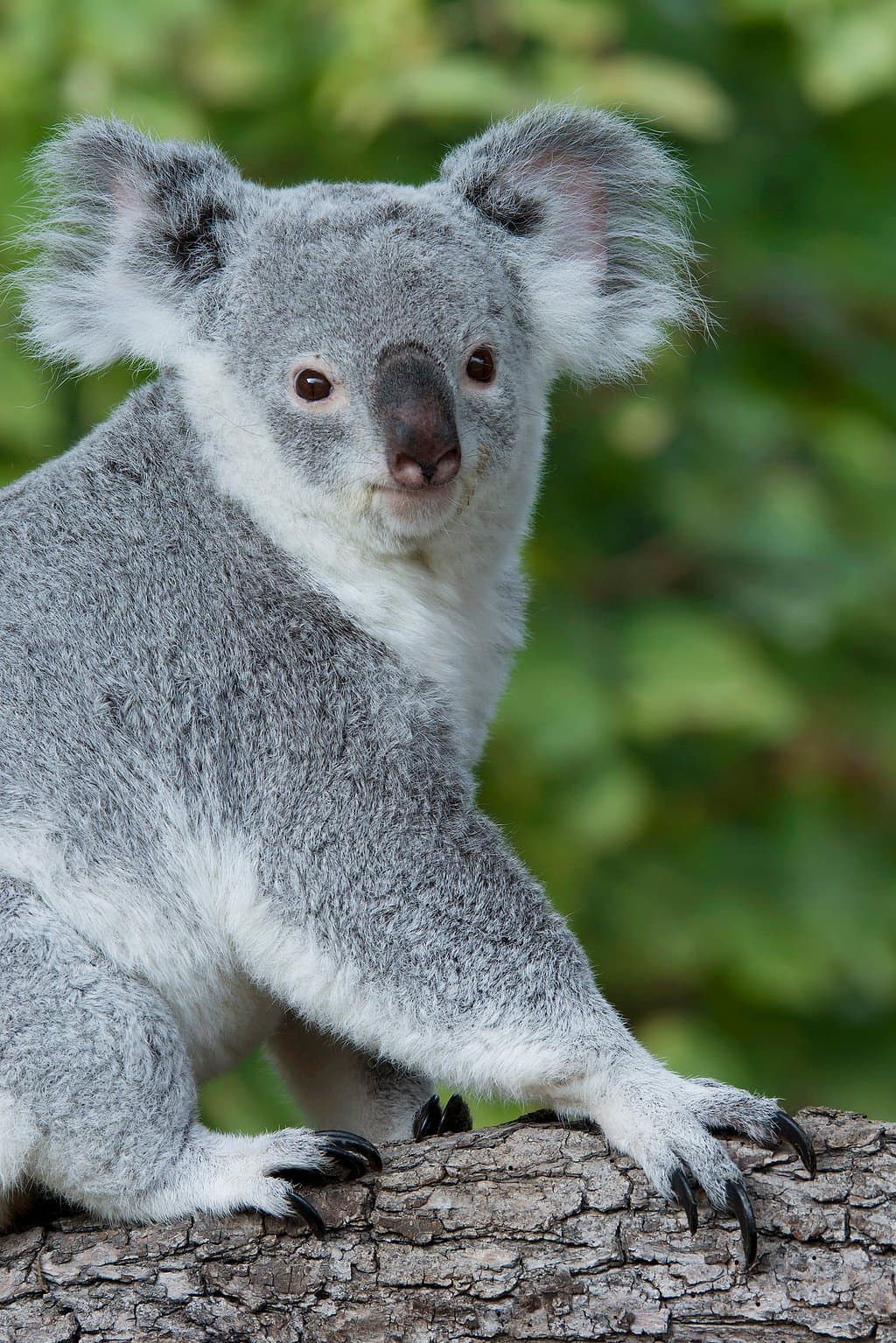 Tiergarten Schönbrunn copyright Daniel Zupanc