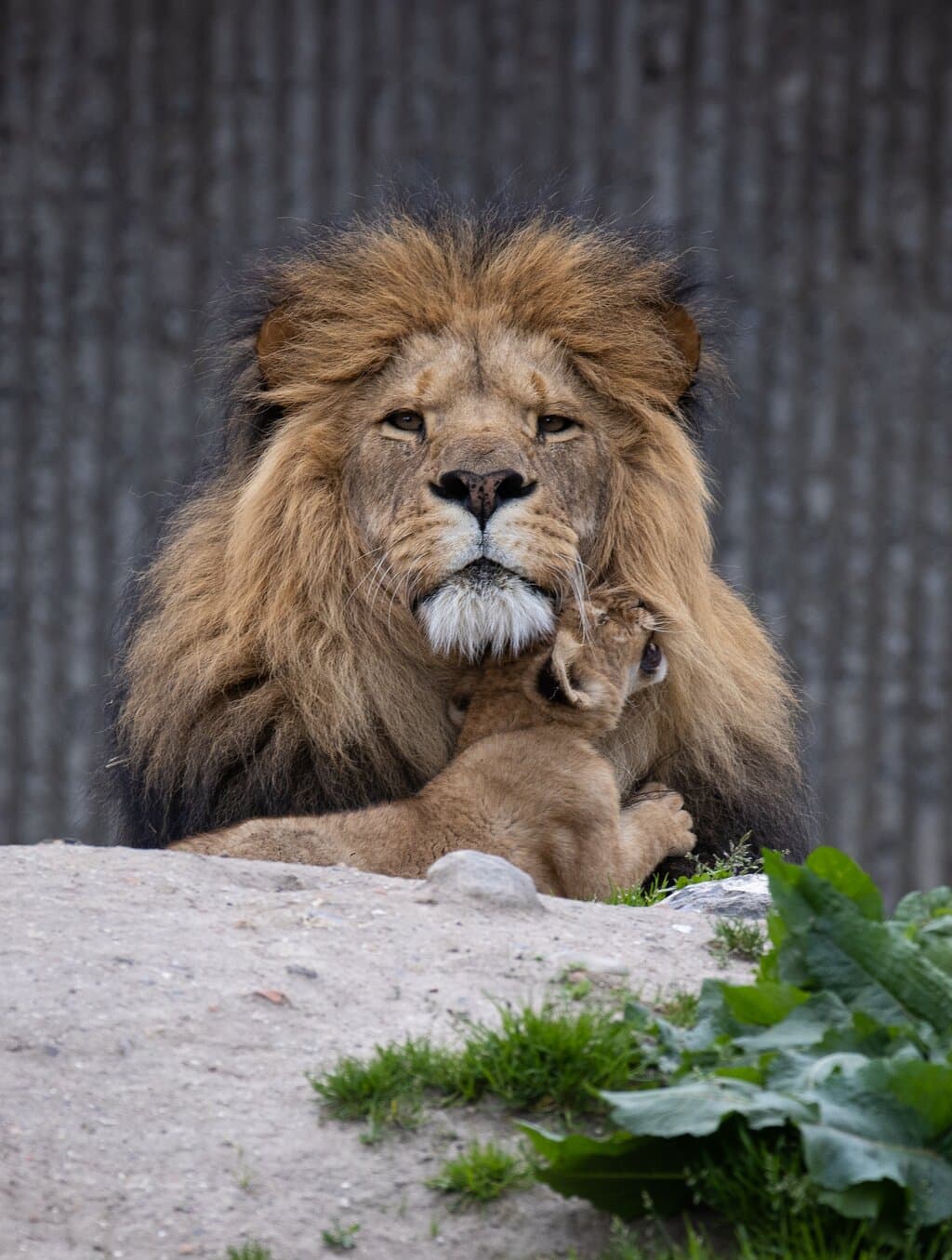 Come closer and witness the king of the savannah as a caring father. In Copenhagen ZOO, you can experience the magical bond between a lion and his cub – a rare moment that shows the softer side of nature’s most powerful predator. Don’t just read about it – see it with your own eyes.